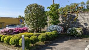 つつじがキレイ！